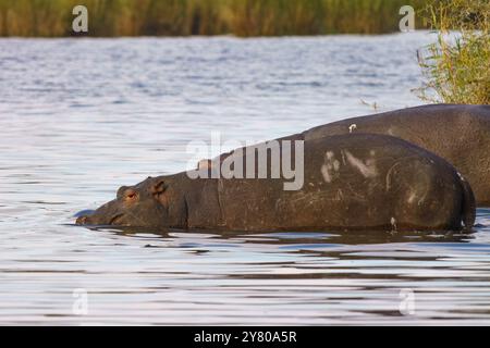 Flusspferde, die sich im Kruger-Nationalpark in Südafrika entspannen Stockfoto