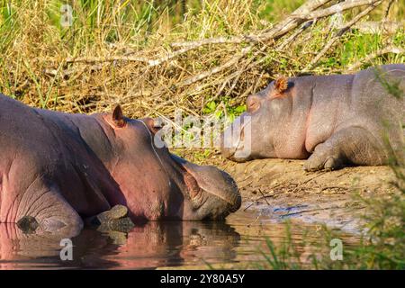 Flusspferde, die sich im Kruger-Nationalpark in Südafrika entspannen Stockfoto