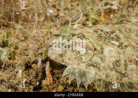 Philippinen, Anilao, Pfauenflunder (Bothus mancus) Stockfoto