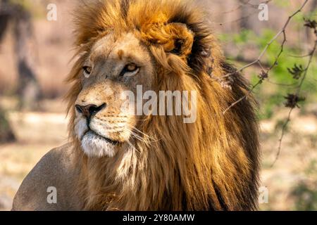 Nahaufnahme eines Löwen, Panthera leo, im Kruger-Nationalpark, Südafrika Stockfoto