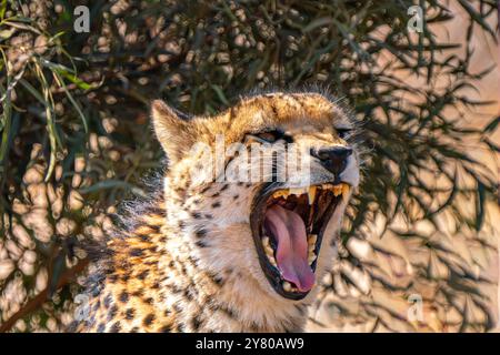 Nahaufnahme eines brüllenden Geparden auf der Suche nach einer Beute im Kgalagadi Transfrontier Park, Südafrika Stockfoto