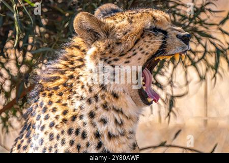 Nahaufnahme eines brüllenden Geparden auf der Suche nach einer Beute im Kgalagadi Transfrontier Park, Südafrika Stockfoto