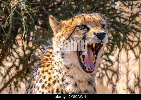 Nahaufnahme eines brüllenden Geparden auf der Suche nach einer Beute im Kgalagadi Transfrontier Park, Südafrika Stockfoto