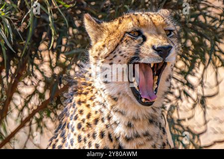 Nahaufnahme eines brüllenden Geparden auf der Suche nach einer Beute im Kgalagadi Transfrontier Park, Südafrika Stockfoto