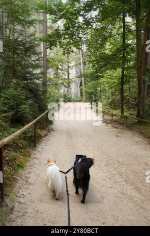 Zwei Hunde an der Leine laufen auf einem Pfad durch den Wald. Stockfoto