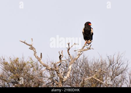 Bateleur oder Terathopius ecaudatus oder Bateleur Eagle, Kgalagadi Transfrontier Park, Südafrika Stockfoto