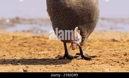 Guineafuhu mit Helm oder Numida meleagris im Kruger-Nationalpark, Südafrika Stockfoto