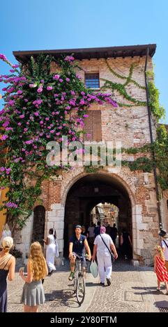 Altes Tor in der historischen Stadt Sirmione, Gardasee, Italien mit wunderschönem lila blühenden Bougainvillea-Baum. Stockfoto