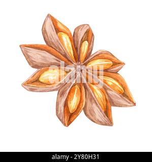 Sternanis in Braun- und Orangetönen, Aquarellclips, ideal für Essensblogs, Kochbücher und Gewürzdekor. Botanische detaillierte Illustration für saisonale Einladungen und kulinarische Merchandise Stockfoto