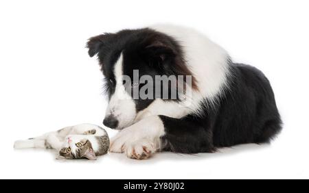 Junger Border Collie Hund mit einer jungen Katze isoliert auf weißem Hintergrund Stockfoto