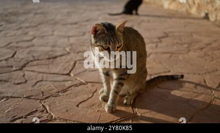 Katze, die auf einer gepflasterten Straße sitzt, mit Sonnenlicht Schatten wirft und eine weitere Katze im Hintergrund Stockfoto
