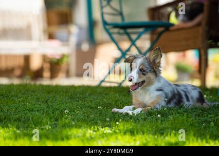 Border Collie Welpe liegt in einem Sommergarten Stockfoto