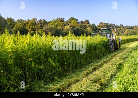 Anbau von Bio-Textil-Hanf in Fontaine-le-Bourg im Departement seine-Maritime (Normandie, Nordfrankreich). Bio-Hanfmähen Stockfoto