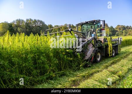 Anbau von Bio-Textil-Hanf in Fontaine-le-Bourg im Departement seine-Maritime (Normandie, Nordfrankreich). Bio-Hanfmähen Stockfoto