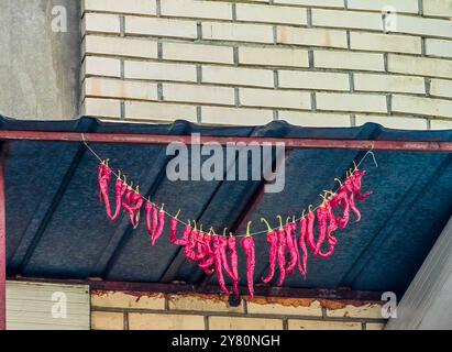 Traditionelle mazedonische Methode: Getrocknete Paprika auf einem Balkon vor einer Ziegelmauer. Am Seil hängen. Stockfoto