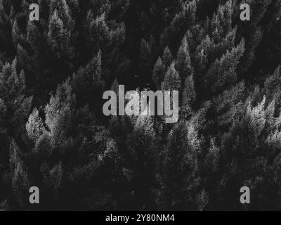 Illuminated Spikes of Evergreen Tree Branches During Sunset Time Stockfoto