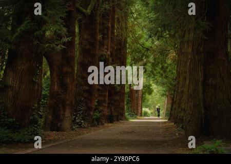 Thuja gigantea einzigartige Allee mit riesigen westlichen roten Zedern auf dem berühmten historischen Melaten Friedhof in Köln Stockfoto