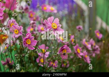 Rosa Farbe von Anemone tomentosa Stockfoto