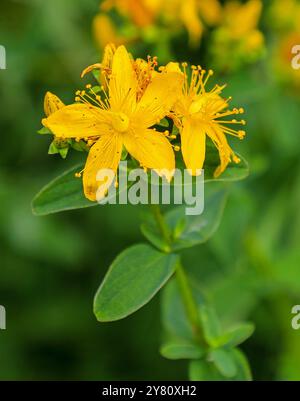 Der hellgelbe Blütenkopf eines unperforierten Johanniskraut oder gefleckten Johanniskraut (Hypericum maculatum), England, Großbritannien Stockfoto