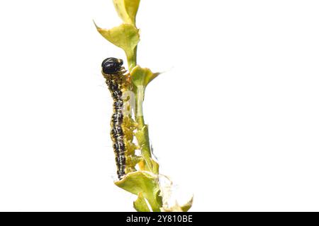 Buchsbaummotte (Cydalima perspectalis) raupe, die sich an grünen Blättern eines Busches (Buxus sempervirens) ernährt, Wiltshire, Großbritannien, Juni. Stockfoto