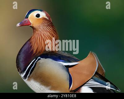 Mandarin Ente (Aix galericulata) drake Porträt im alten Wald im Frühling, Forest of Dean, Gloucestershire, Großbritannien, Mai. Stockfoto