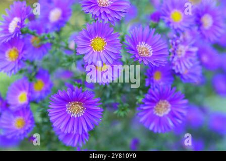 Aster amellus, italienischer Aster, Europäisches Michaelmas Gänseblümchen, wächst in einem Garten, Kreis Pest, Ungarn Stockfoto