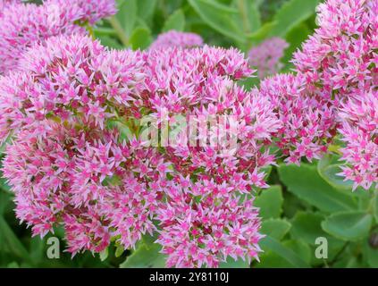 Hylotelephium telephium wächst in einem Garten, Kreis Pest, Ungarn Stockfoto