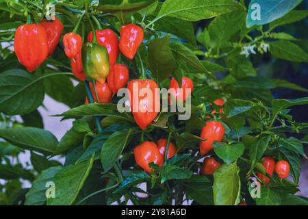 Habanero-Chili-Paprika, die auf der Pflanze wachsen. Nahaufnahme von orange reif und grün unreif habaneros (Capsicum chinense). Stockfoto