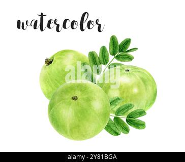 Handgemalte Amla Beeren und Blätter Botanische Illustration in Aquarell Stockfoto