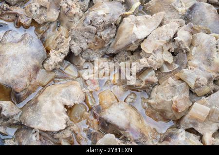 Gedünstete Hähnchenleber mit Sauce und Zwiebeln in Eisenkippe isoliert auf weiß Stockfoto