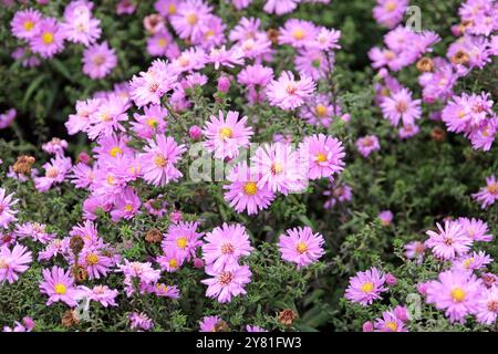 Pink Symphyotrichum novae angliae, New England Aster oder Michaelmas Gänseblümchen, „Waterberry“ in Blüte. Stockfoto