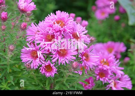 Pink Symphyotrichum novae angliae, New England Aster oder Michaelmas Gänseblümchen, „Brunswick“ in Blüte. Stockfoto