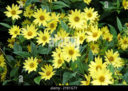 Gelbe Helianthus „Lemon Queen“ Sonnenblume in Blüte. Stockfoto