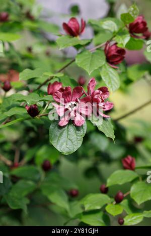 Calycanthus x raulstonii „Hartlage-Wein“ Stockfoto