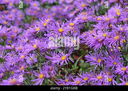 Lila italienische Aster amellus „Veilchenkonigin“, auch bekannt als Michaelmas Gänseblümchen in der Blüte. Stockfoto