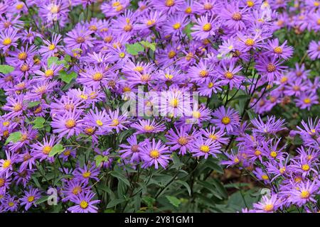 Lila italienische Aster amellus „Veilchenkonigin“, auch bekannt als Michaelmas Gänseblümchen in der Blüte. Stockfoto