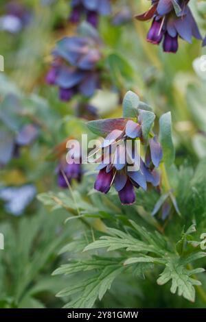 Cerinthe major purpurescens Blumen. Stockfoto