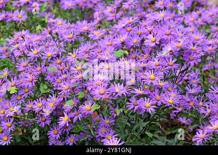 Lila italienische Aster amellus „Veilchenkonigin“, auch bekannt als Michaelmas Gänseblümchen in der Blüte. Stockfoto