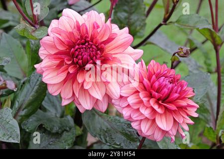 Dunkel rosa dekorative Dahlien „Night Silence“ in Blüte. Stockfoto