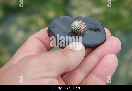 Steromphala umbilicalis oder die flache Oberschale. Wird über meiner Hand angezeigt Stockfoto