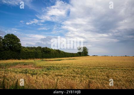 Der geplante Standort einer New National Grid Substation in Asserby nahe der Historic Town of Alford, Lincolnshire. Das Umspannwerk wird Teil eines neuen Netzes aus oberer und unterirdischer Stromleitung sein, das Strom vom Offshore-Windpark auf die Ostküste Englands hinauf und hinunter transportiert. Stockfoto
