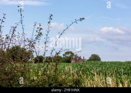 Der geplante Standort einer New National Grid Substation in Asserby nahe der Historic Town of Alford, Lincolnshire. Das Umspannwerk wird Teil eines neuen Netzes aus oberer und unterirdischer Stromleitung sein, das Strom vom Offshore-Windpark auf die Ostküste Englands hinauf und hinunter transportiert. Stockfoto