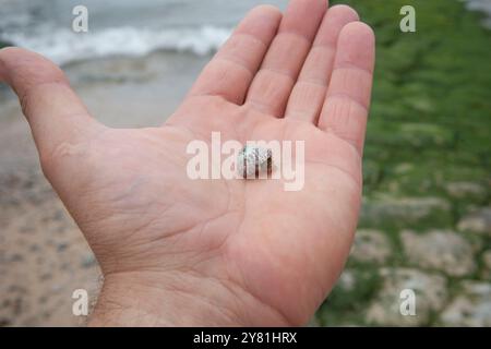 Steromphala umbilicalis oder die flache Oberschale über meiner Hand. Magoito Beach, Sao Joao das Lampa, Portugal Stockfoto