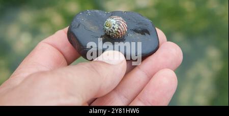 Steromphala umbilicalis oder die flache Oberschale. Wird über meiner Hand angezeigt Stockfoto