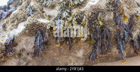 Bladderwrack Seetang oder Fucus vesiculosus. Magoito Beach, Sintra, Portugal Stockfoto