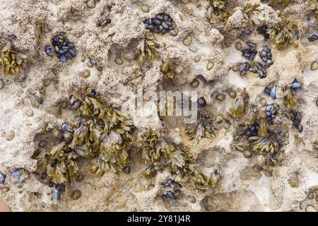 Algen, Bars und Muscheln am Felsen. Magoito Beach, Sintra, Portugal Stockfoto