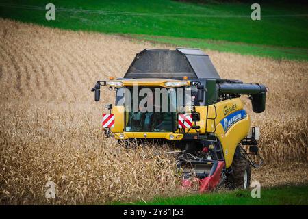 01.10.2024, Ried im Innkreis, AUT, unterwegs in Oberösterreich, Symbolbild, Themenbild, Verschiedene Themenbilder, Mais Ernte, Landwirtschaft, im Bild ein Mähdrescher bei der Ernte von Mais, Maisfeld, Mais, Ernte, Landwirtschaft, Maehdrescher, LKW, *** 01 10 2024, Ried im Innkreis, AUT, auf der Straße in Oberösterreich, Symbolbild, Themenbild, diverse Themenbilder, Maisernte, Landwirtschaft, im Bild ein Mähdrescher erntet Mais, Maisfeld, Mais, Ernte, Landwirtschaft, Maisdrescher, Lkw, Stockfoto