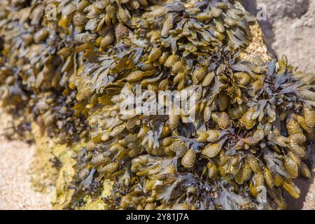 Bladderwrack Seetang oder Fucus vesiculosus. Magoito Beach, Sintra, Portugal Stockfoto