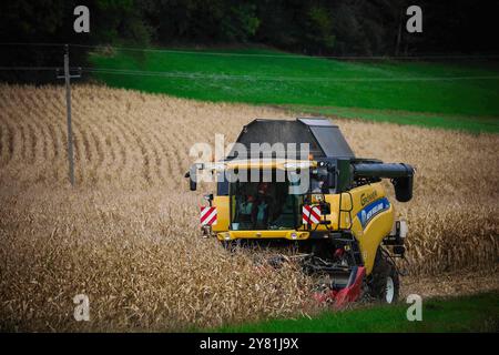 01.10.2024, Ried im Innkreis, AUT, unterwegs in Oberösterreich, Symbolbild, Themenbild, Verschiedene Themenbilder, Mais Ernte, Landwirtschaft, im Bild ein Mähdrescher bei der Ernte von Mais, Maisfeld, Mais, Ernte, Landwirtschaft, Maehdrescher, LKW, *** 01 10 2024, Ried im Innkreis, AUT, auf der Straße in Oberösterreich, Symbolbild, Themenbild, diverse Themenbilder, Maisernte, Landwirtschaft, im Bild ein Mähdrescher erntet Mais, Maisfeld, Mais, Ernte, Landwirtschaft, Maisdrescher, Lkw, Stockfoto