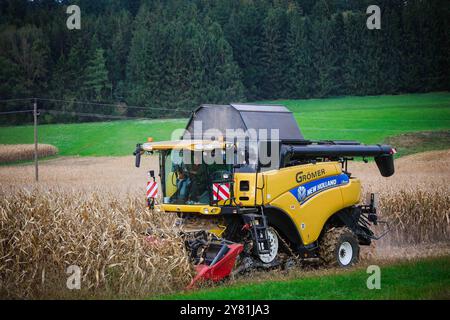 01.10.2024, Ried im Innkreis, AUT, unterwegs in Oberösterreich, Symbolbild, Themenbild, Verschiedene Themenbilder, Mais Ernte, Landwirtschaft, im Bild ein Mähdrescher bei der Ernte von Mais, Maisfeld, Mais, Ernte, Landwirtschaft, Maehdrescher, LKW, *** 01 10 2024, Ried im Innkreis, AUT, auf der Straße in Oberösterreich, Symbolbild, Themenbild, diverse Themenbilder, Maisernte, Landwirtschaft, im Bild ein Mähdrescher erntet Mais, Maisfeld, Mais, Ernte, Landwirtschaft, Maisdrescher, Lkw, Stockfoto